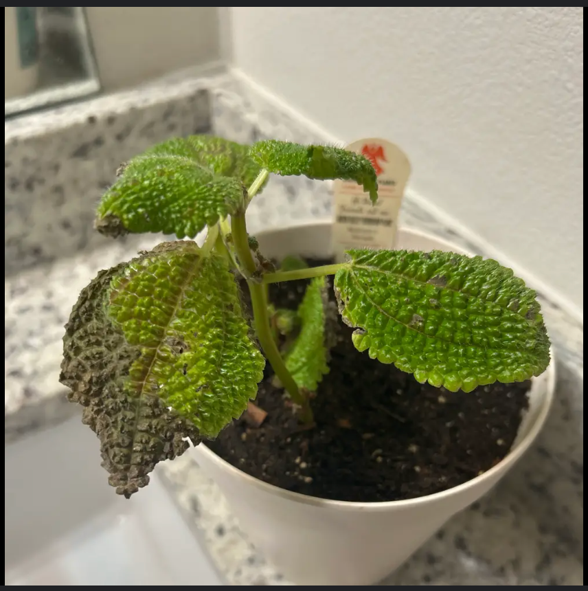 gumshoe plant in a pot