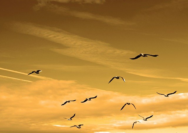 Birds soaring in a golden sky, evoking the "I'll Fly Away" lyrics.