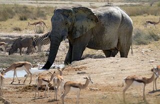 An elephant, zebras, and antelopes at a waterhole, demonstrating what provides the set of guiding principles for managing wildlife resources.