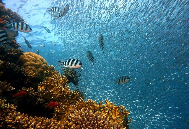 Colorful marine life thrives in the Underwater3u1qizs_9ra= Ocean